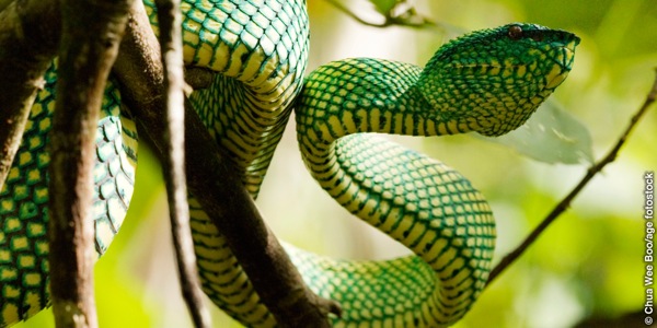 ಹಾವು ಮರವನ್ನು ಹತ್ತುತ್ತಿರುವುದು