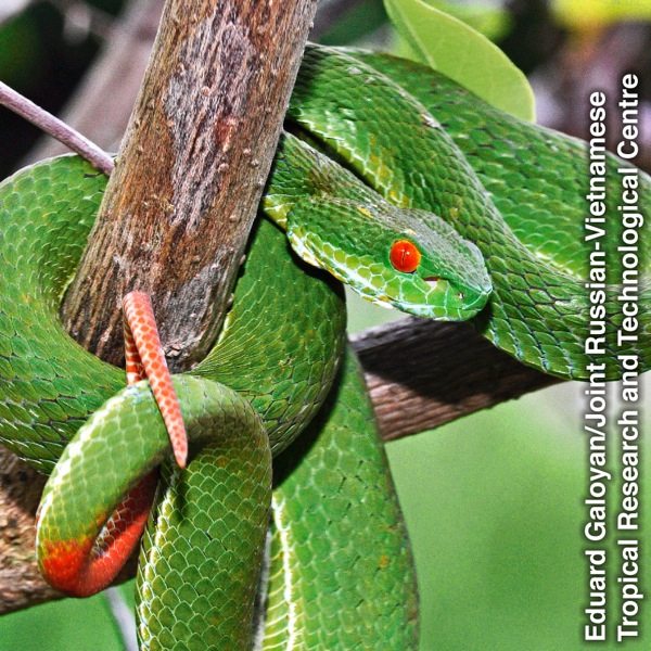 ಮರದ ಕೊಂಬೆಗೆ ಸುತ್ತಿಕೊಂಡಿರುವ ಹಾವು