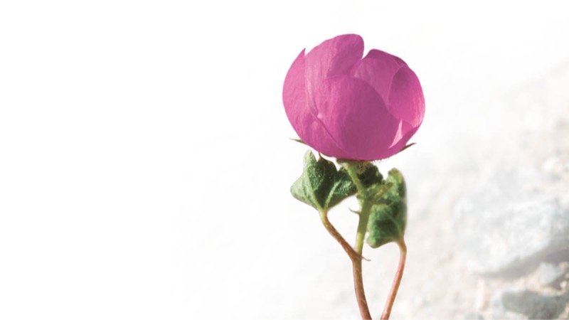 Vyongo vya muvidiyo ‘Ndoofunechecha Mali-a Vyongo Vyookana Chilungamo’.Ulendo owambeela Rafika adowile liye usonkano wachigawo wa Mboni da Yehova, unosangalala ona azungu na athu odimba kangali mogwilizana.