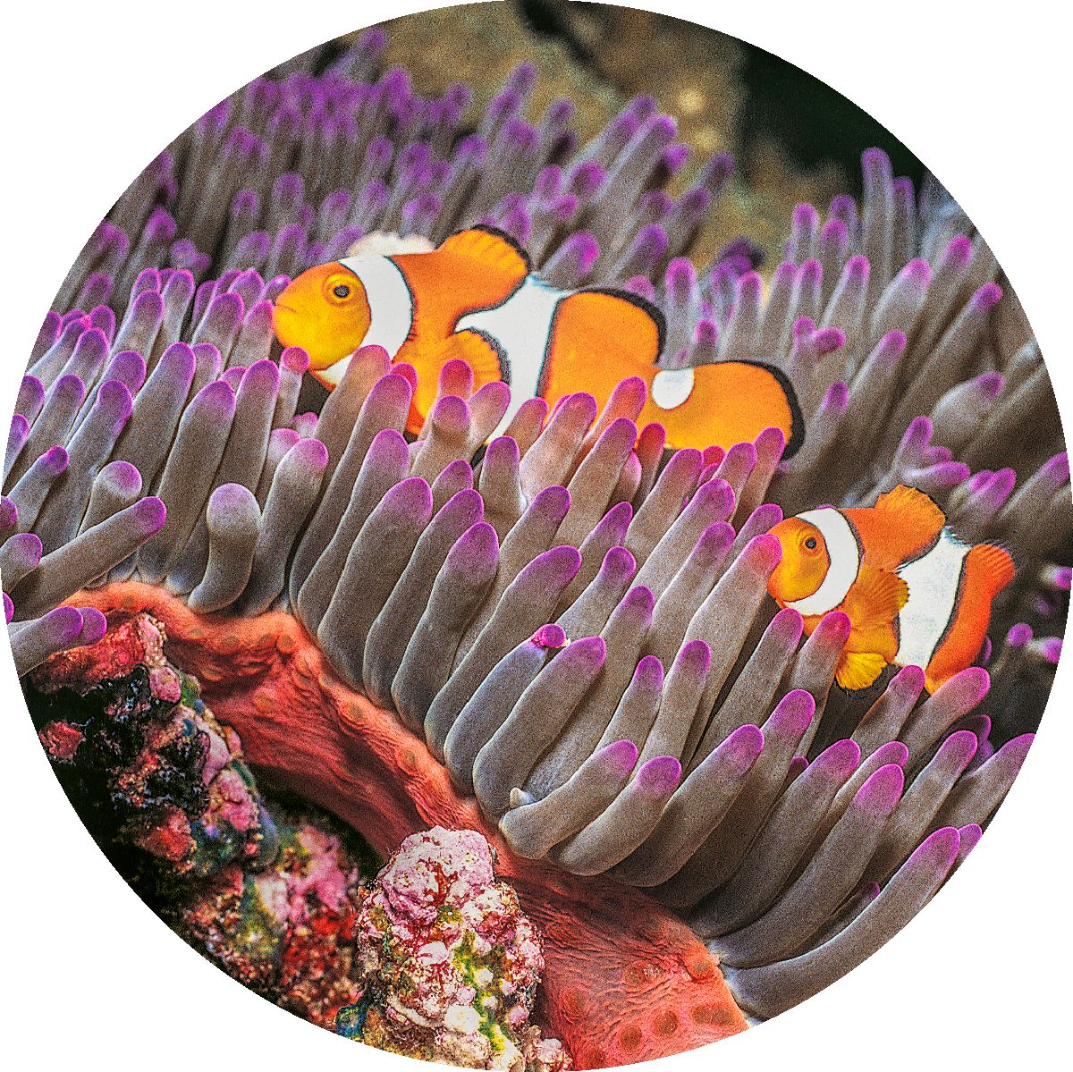 Poisson-clown ya orange
