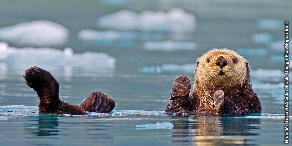 Loutre de mer