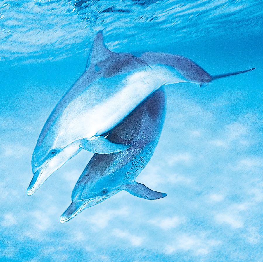 Delfinai
