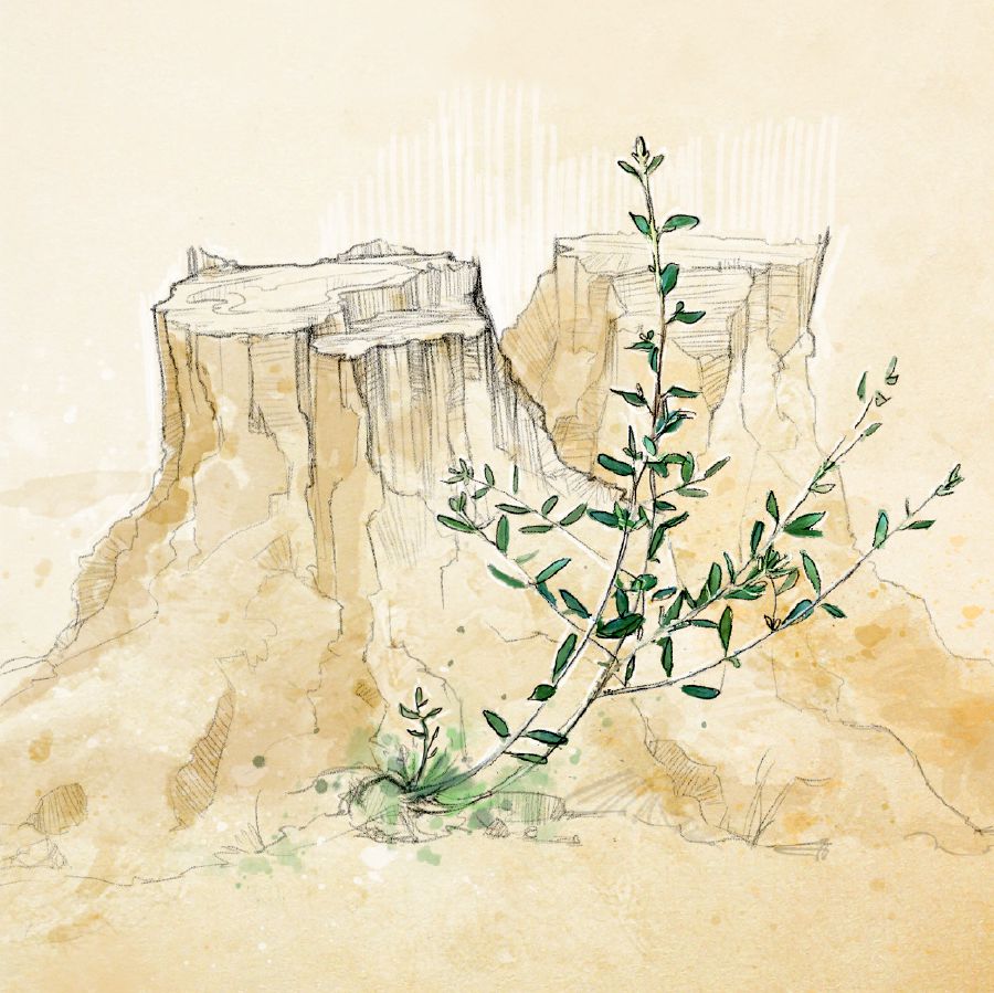 Olive kûng ro tawh chu a zung aṭangin a rawn chawr