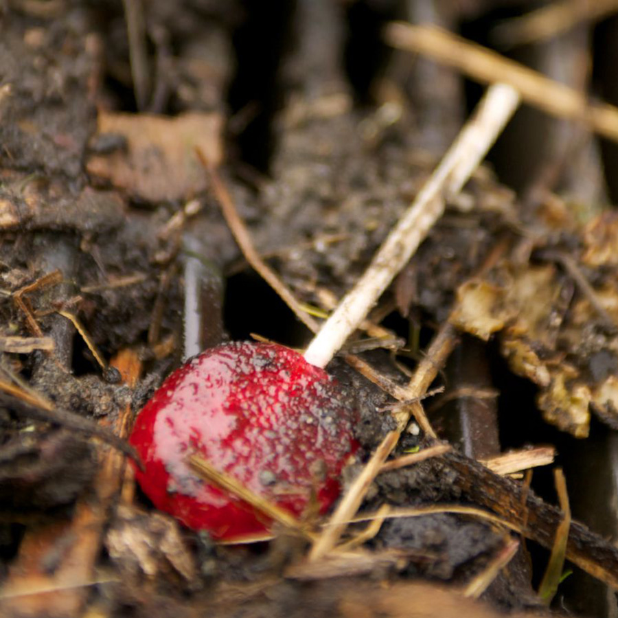 Lole mirona ta drein ai