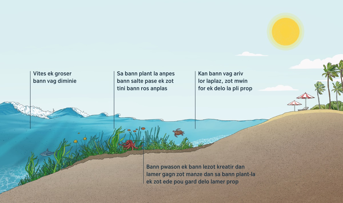 Enn zimaz ki montre bann vag pe ariv ar laplaz. Nou kapav trouv disab anba lamer, bann plant marin, ek bann kreatir dan lamer. Kan bann vag pe apros ar laplaz, bann plant marin la diminie groser ek vites bann vag-la, ek zot anpes bann salte vinn dan bor lamer. Bann pwason ek bann lezot kreatir dan lamer gagn zot manze dan sa bann plant-la. Delo dan bor lamer la li prop, ek bann vag pa tro gro.