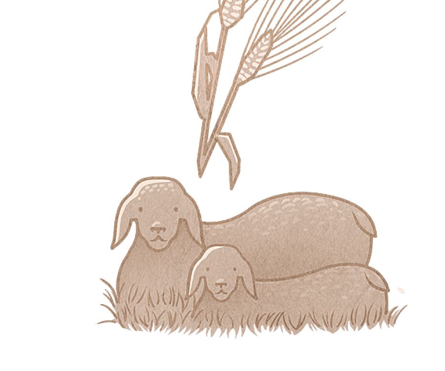 Bann premie rekolt ek enn mouton premie-ne