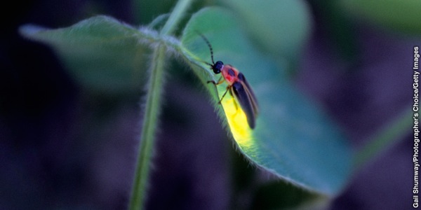 Angamenavava Photuris