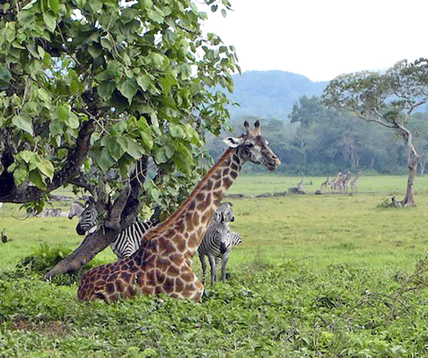 Zirafy sy zebra any Afrika
