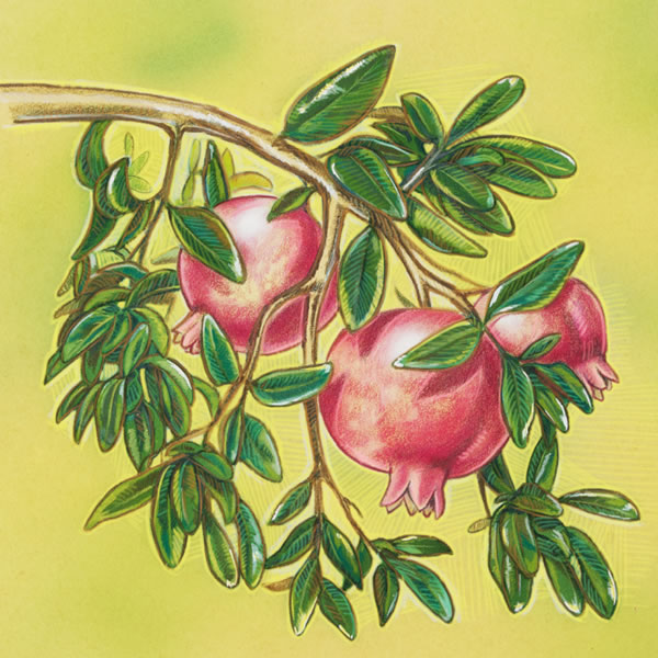 Tɩɩg will sẽn tar biisi