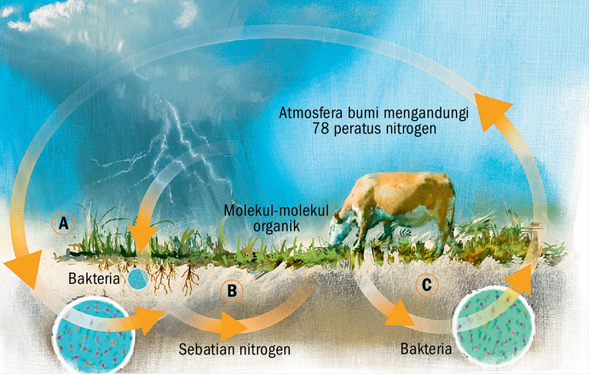 Kitar nitrogen
