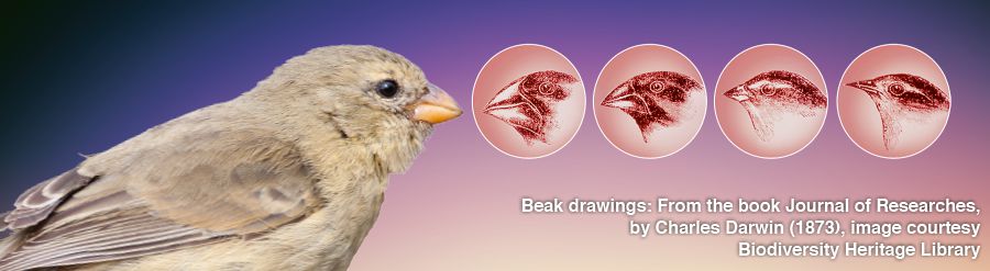 Burung ciak Darwin