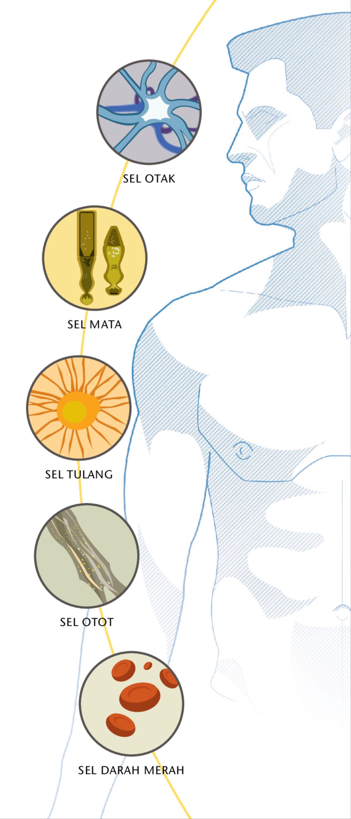 Sel otak, sel mata, sel tulang, sel otot, dan sel darah merah