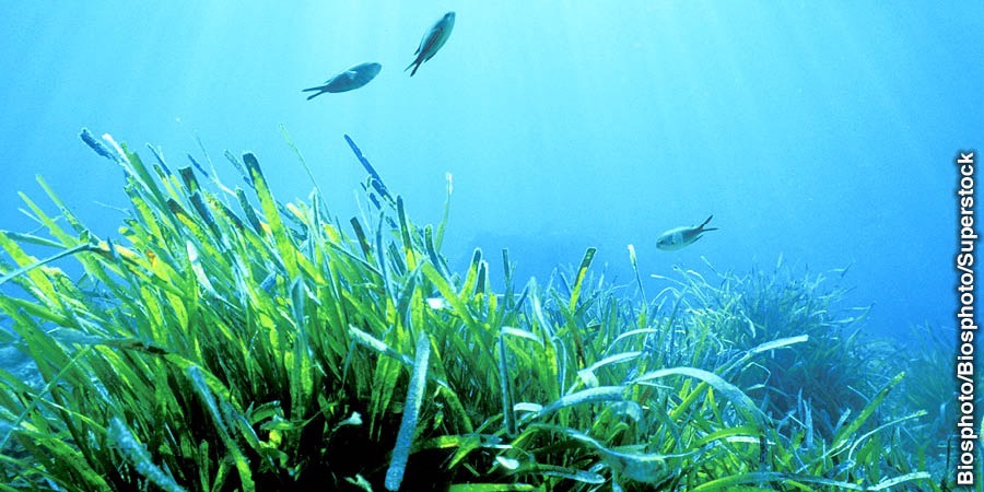 Rumpai laut