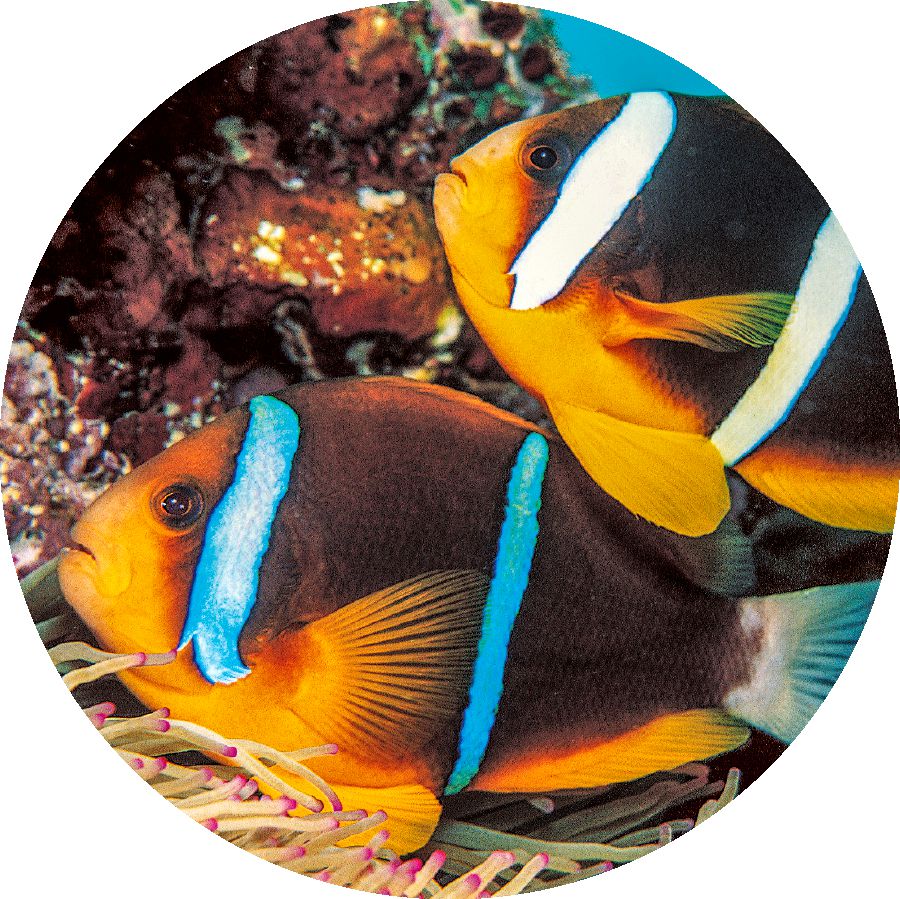 Clown fish b’żewġ strixxi