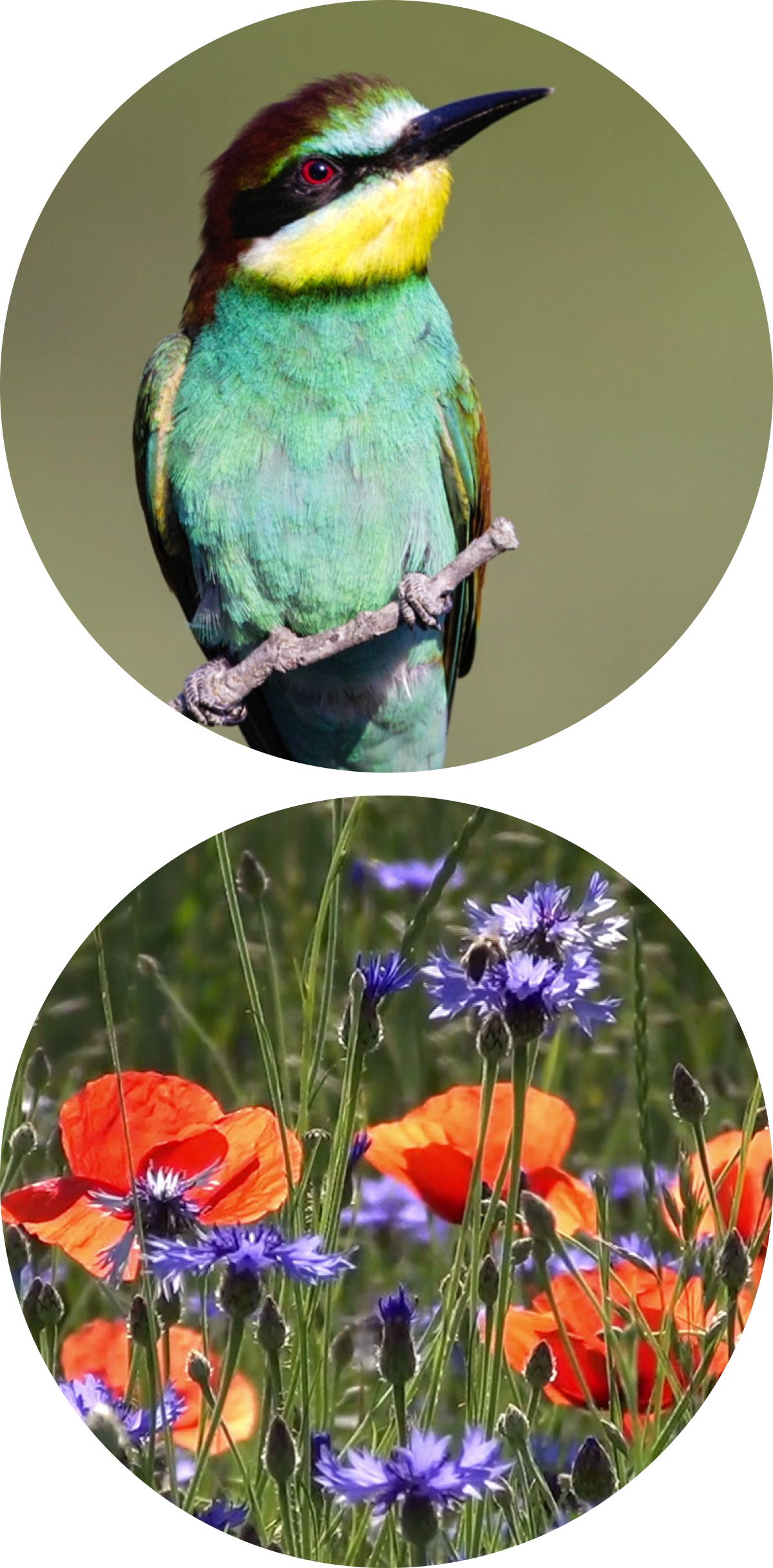 Aniron; blomron