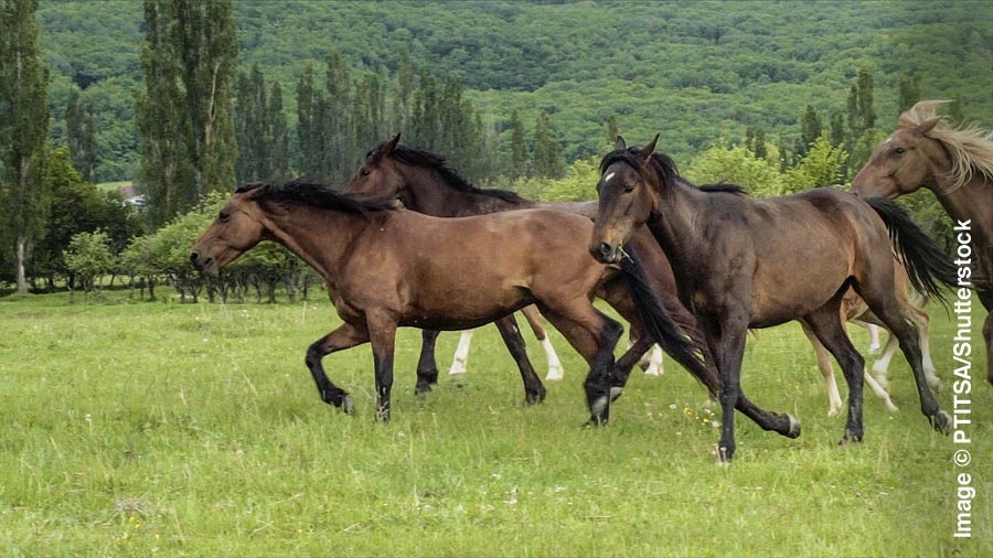 Seki caballos tsikuinij ixtauat