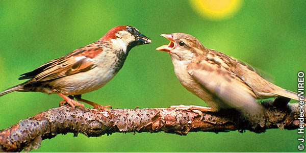 भँगेरा आफ्नो बचेरोलाई खुवाउँदै छ।