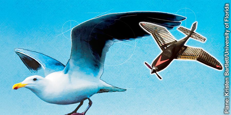 सिगलको नक्कल गरेर बनाइएको पखेटा सहितको सानो हवाईजहाज