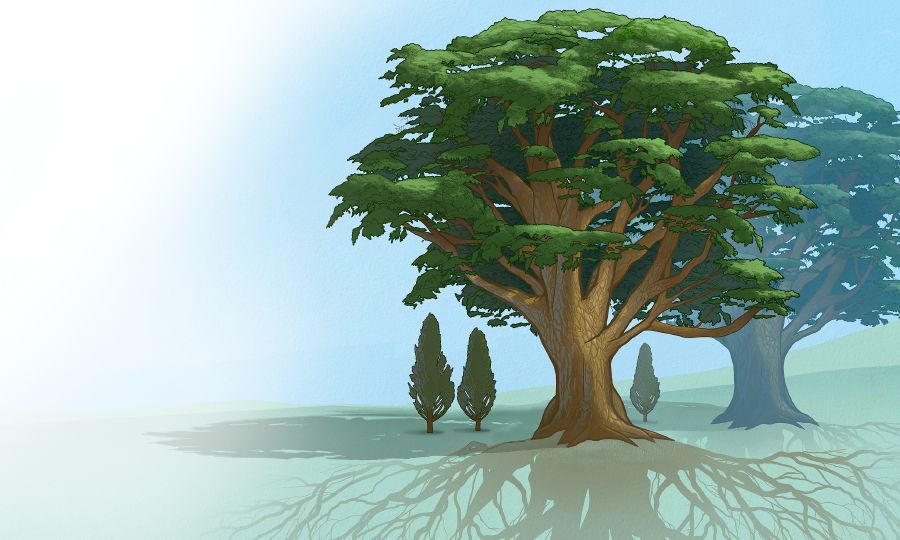 एकआपसमा जोडिएर चारैतिर फैलिएको जराले गर्दा रूख झाङ्‌गिन्छ अनि यी अग्ला रूखहरूले बिरुवाहरूलाई शीतल दिएर जोगाउँछ