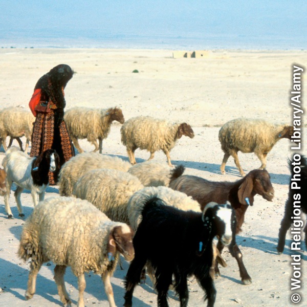 भेडाको बगालसँगै एक गोठालो