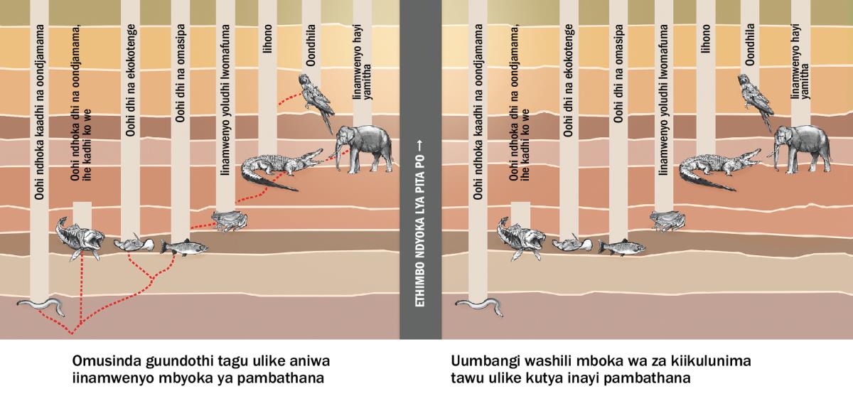 Oshimpungu tashi ulike nkene aniwa iinamwenyo yomaludhi gi ili nogi ili ya pambathana