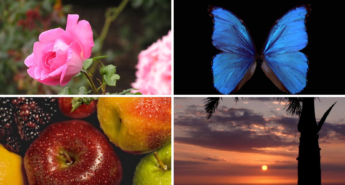 Een roze roos, een blauwe vlinder, verschillende kleuren fruit en de zon aan de horizon