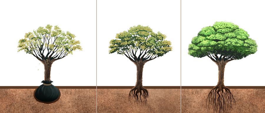 Een verplaatste boom maakt nieuwe wortels aan