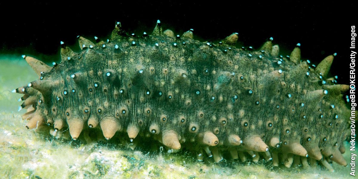 Seboko sa ka teng ga meetši so ba reng ke sea cucumber