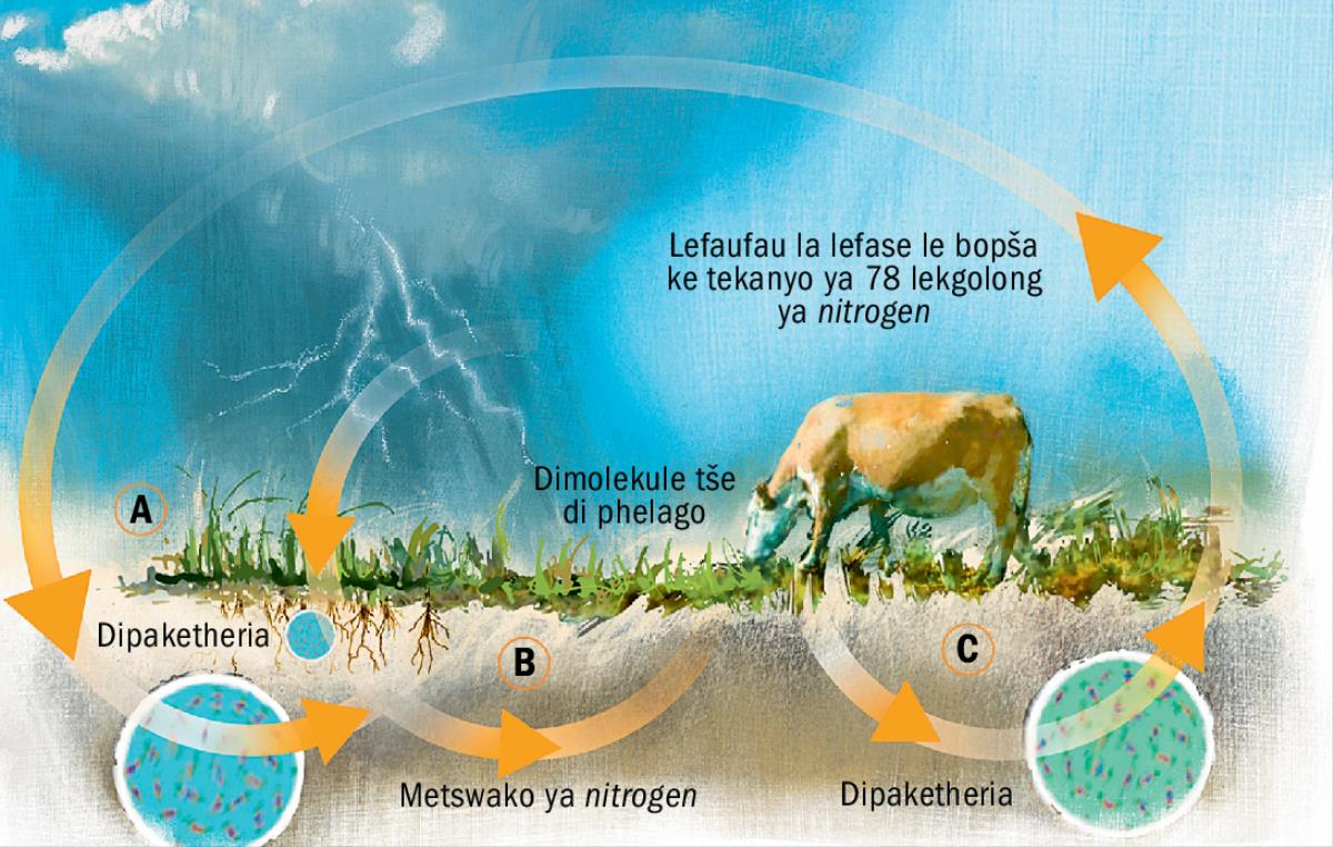 Modikologo wa nitrogen