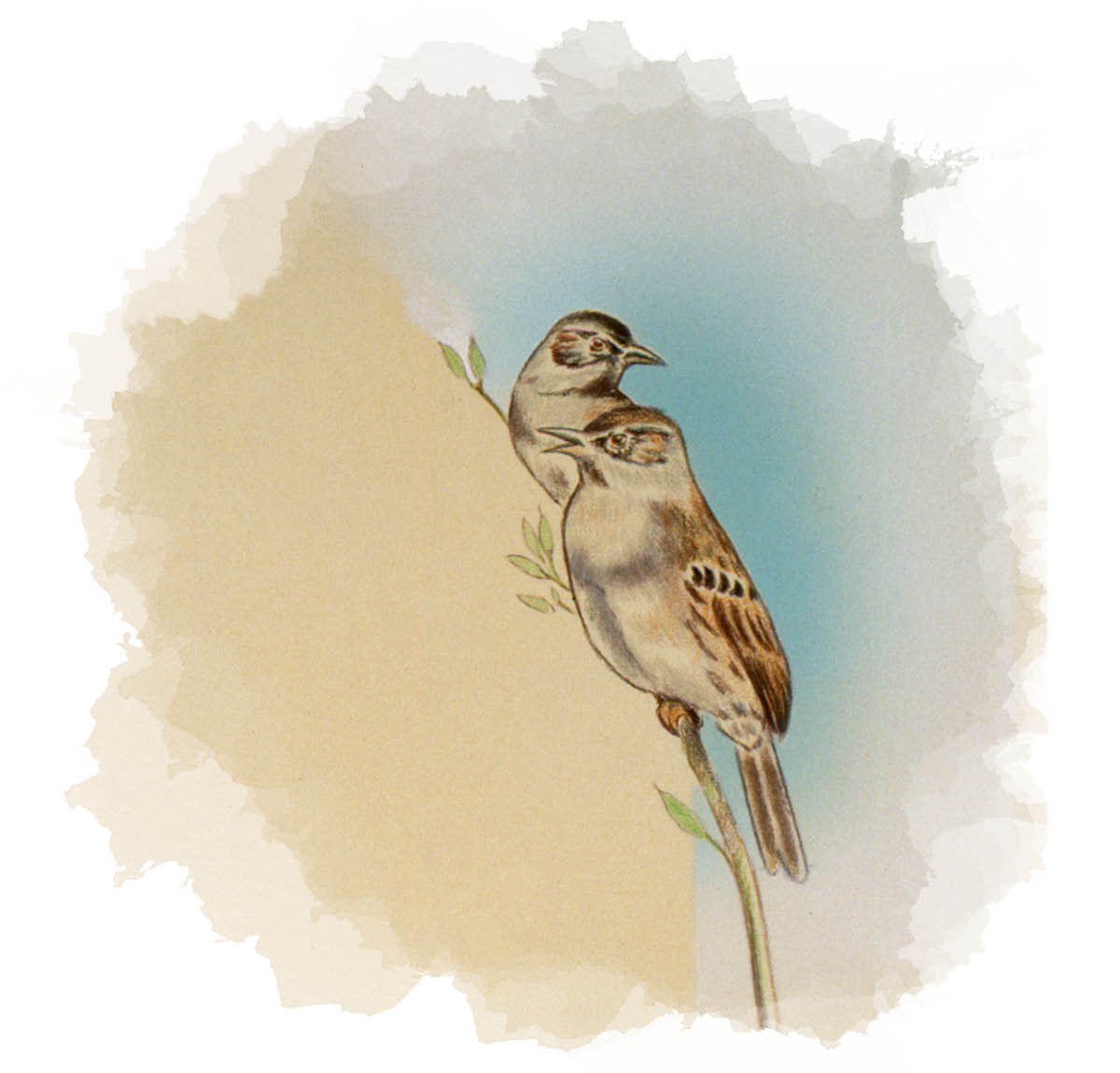 Oviila vivali