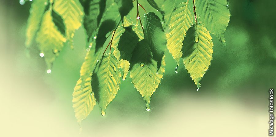 Copha bishaanii baala irra jiru