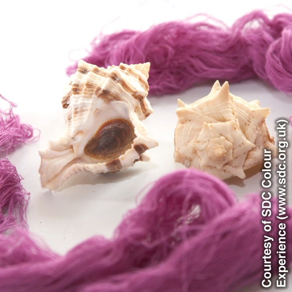Murex shellfish tan kolor-ube ya abel na Tiro