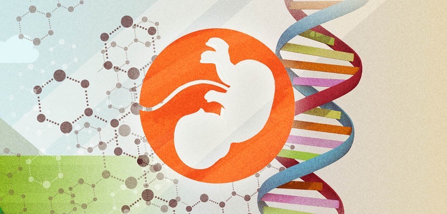 Desaroyo di embryo humano