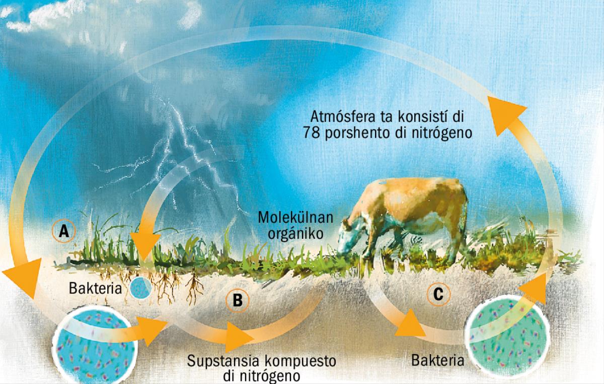 Siklo di nitrógeno