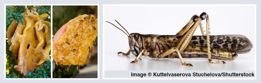 Bush honey and locust