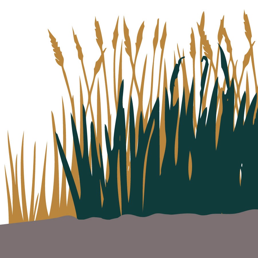 The wheat and grass dey grow together