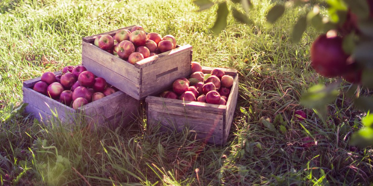 Plenty apple wey dem gather for one garden