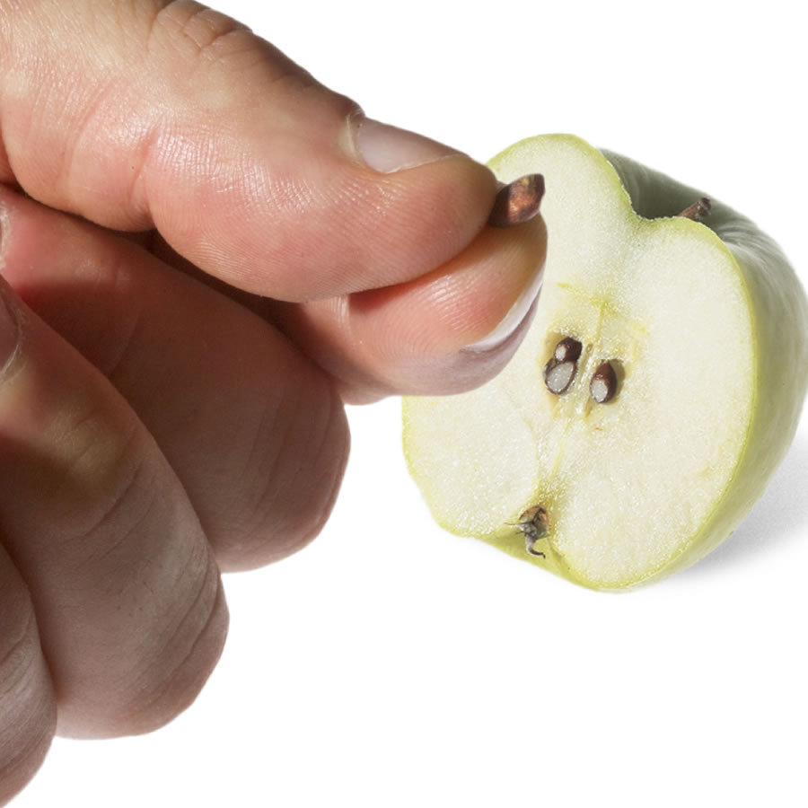 Seed bilong apple