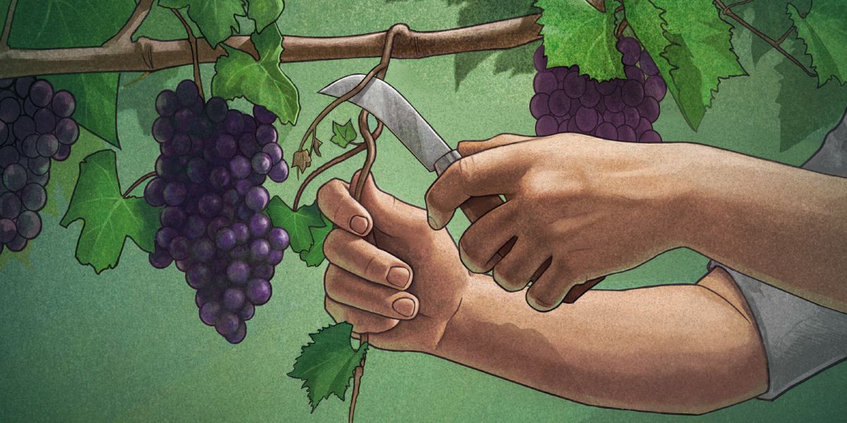 Olketa katemaot wanfala branch wea no garem frut from vine blo grape