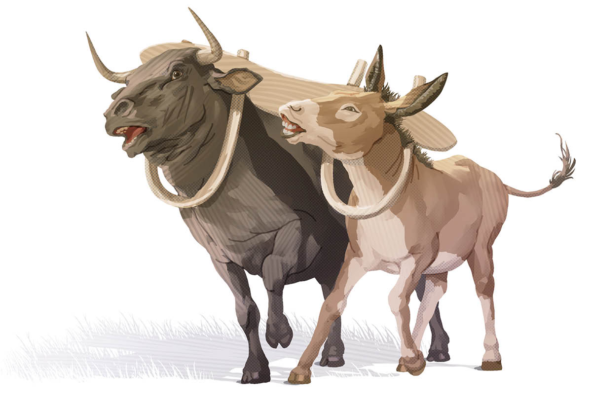 Wanfala strong bull and wanfala smol donkey stragol andanit wanfala yoke wea olketa wakem lo timba.