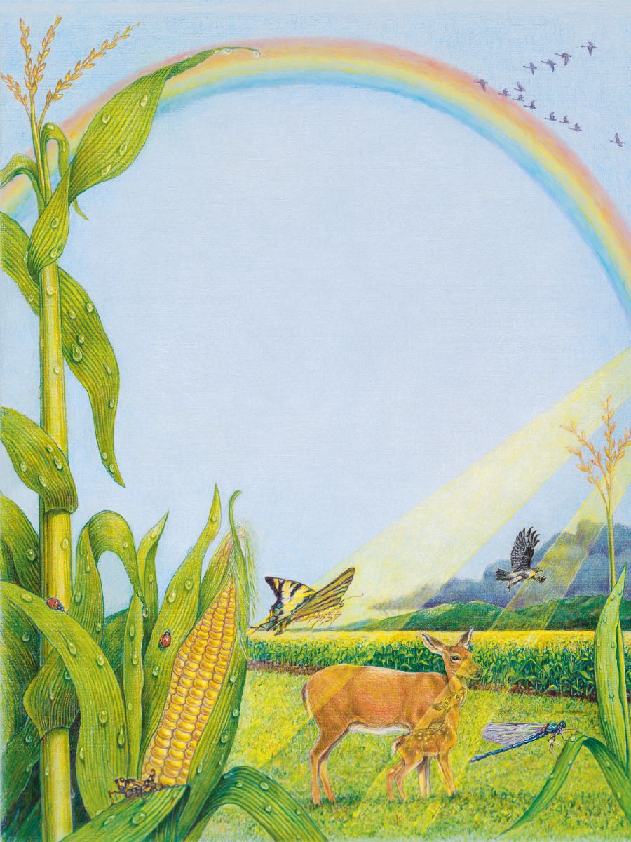 Sun shaen long garden corn and wanfala rainbow long sky