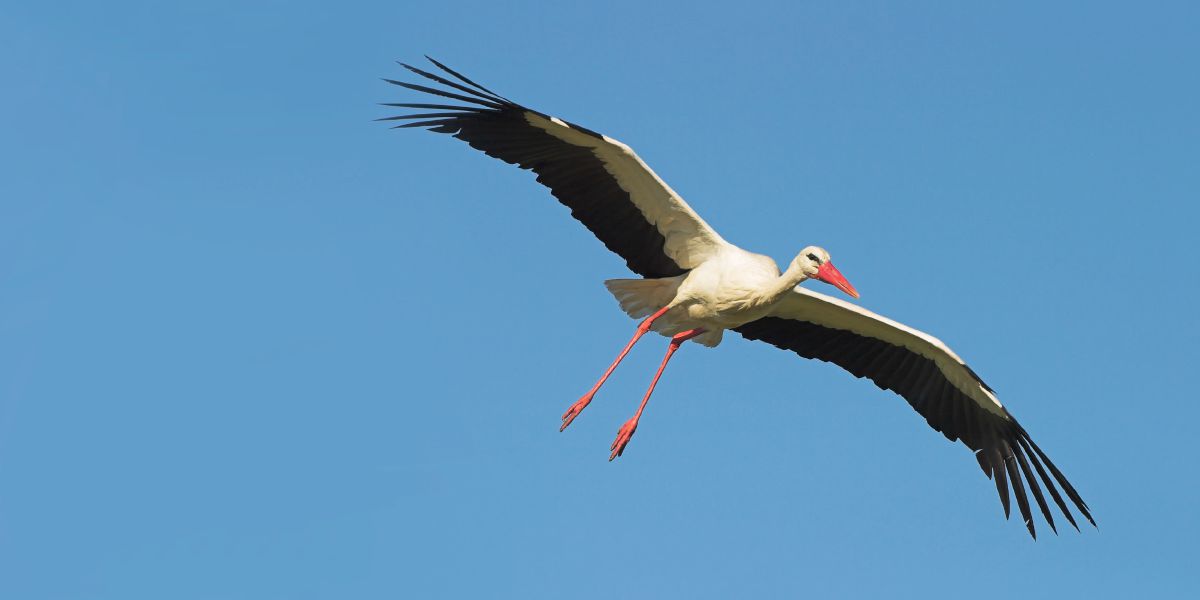 Wanfala stork