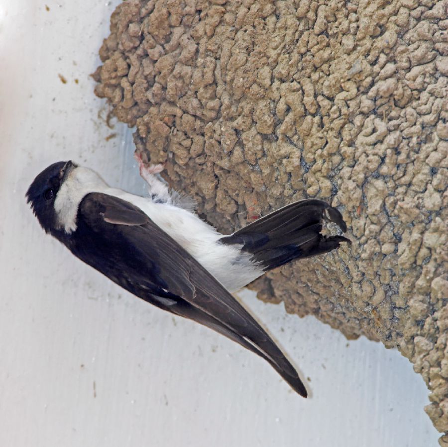 Wanfala swallow