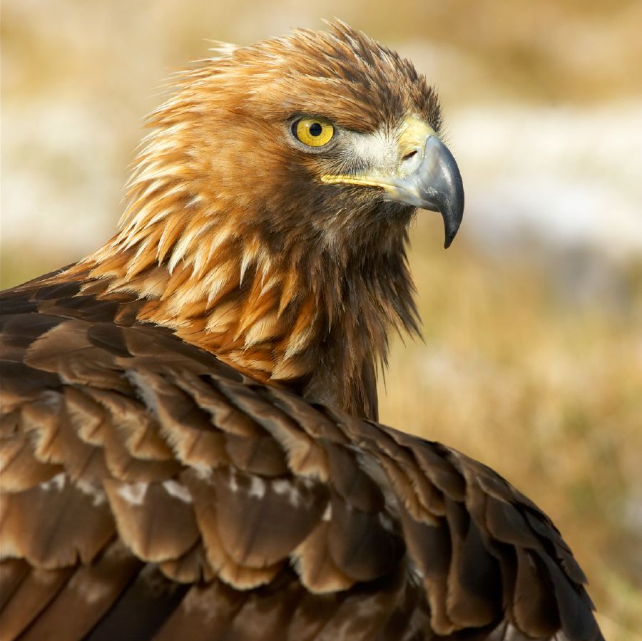 Wanfala eagle