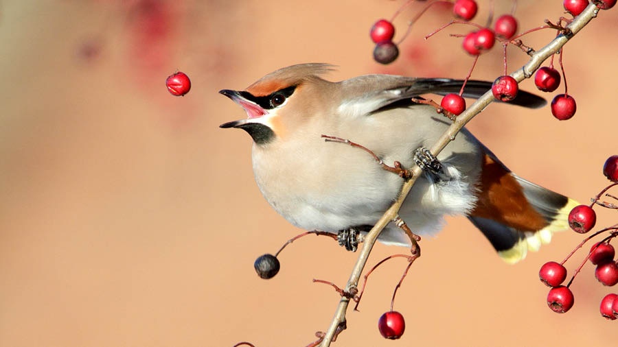 Wanfala bird sidaon lo wanfala branch, and trae for kotem frut blo berry wea foldaon kam.