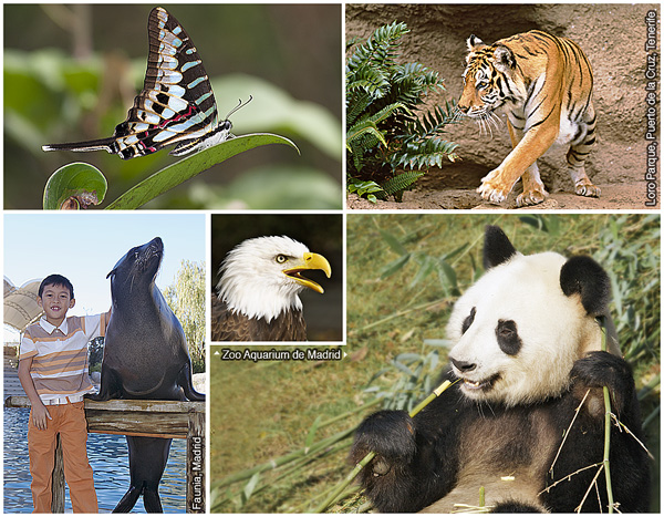 1) Tropikalny motyl, 2) tygrys bengalski, 3) panda wielka, 4) bielik amerykański, 5) uchatka kalifornijska