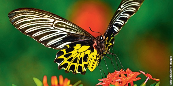Motyl