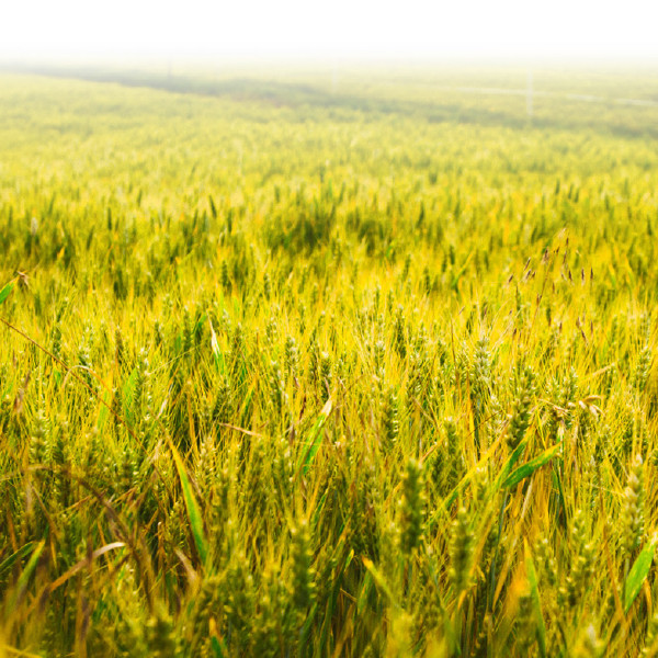 Un enorme campo de cultivo listo para cosechar.
