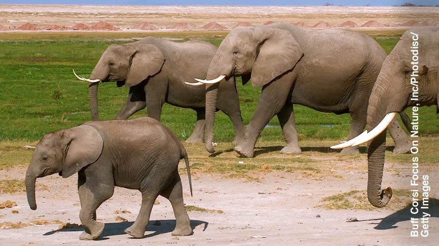 Stado słoni przemieszcza się razem.