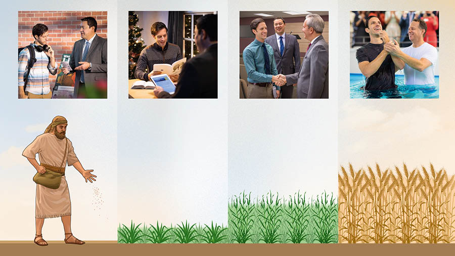 Conjunto de imagens: Uma comparação entre o crescimento gradual de uma planta e o progresso de um estudante da Bíblia. 1. Um agricultor lança sementes no solo; um homem conversa com um irmão que está a pregar com um carrinho de publicações. 2. As sementes brotam; o homem estuda a Bíblia, mas ainda há uma árvore de Natal na sua casa. 3. As plantas crescem bastante; o homem cumprimenta um irmão numa reunião no Salão do Reino. 4. As sementes produzem frutos; o homem é batizado.